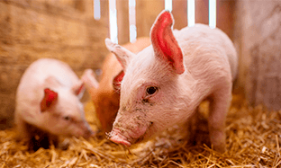 Bioseguridad en la granja